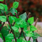 GreenFence™ Artificial Ivy for Fences and Balconies