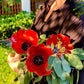 GardenBird™ Flower-Shaped Bird Bath